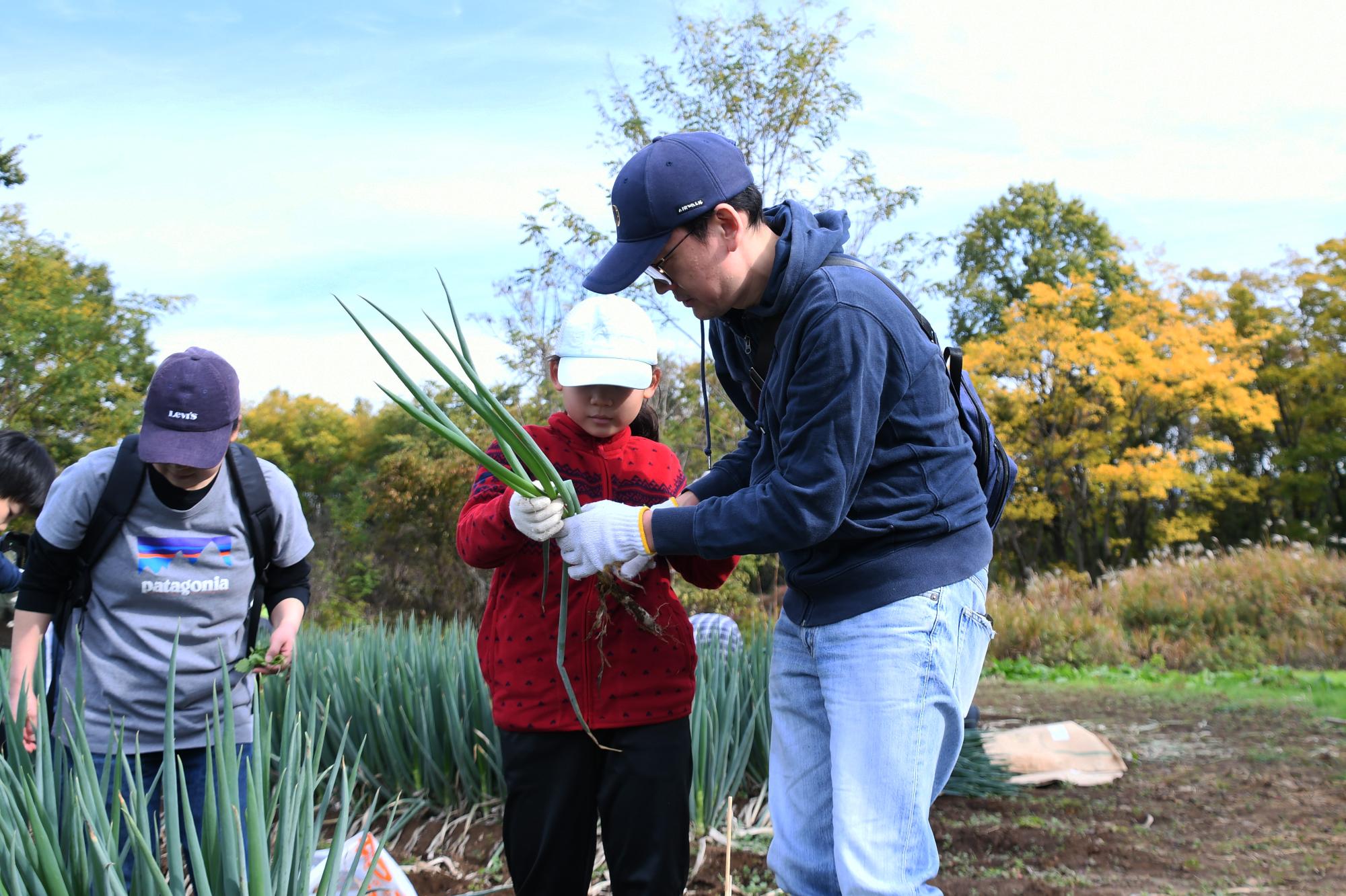 20241116親子ぎゅぎゅっとねぎ収穫6