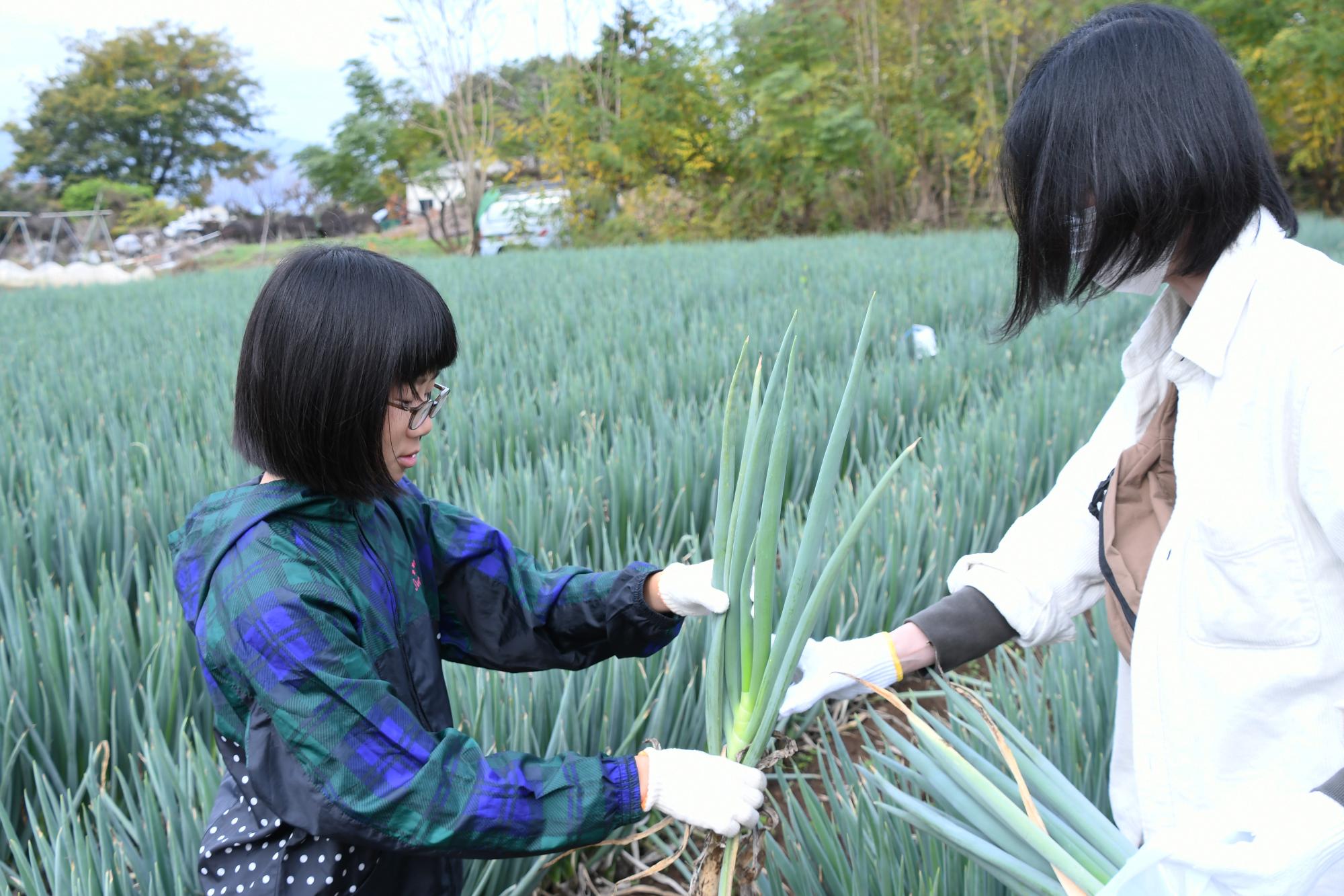 20241116親子ぎゅぎゅっとねぎ収穫9