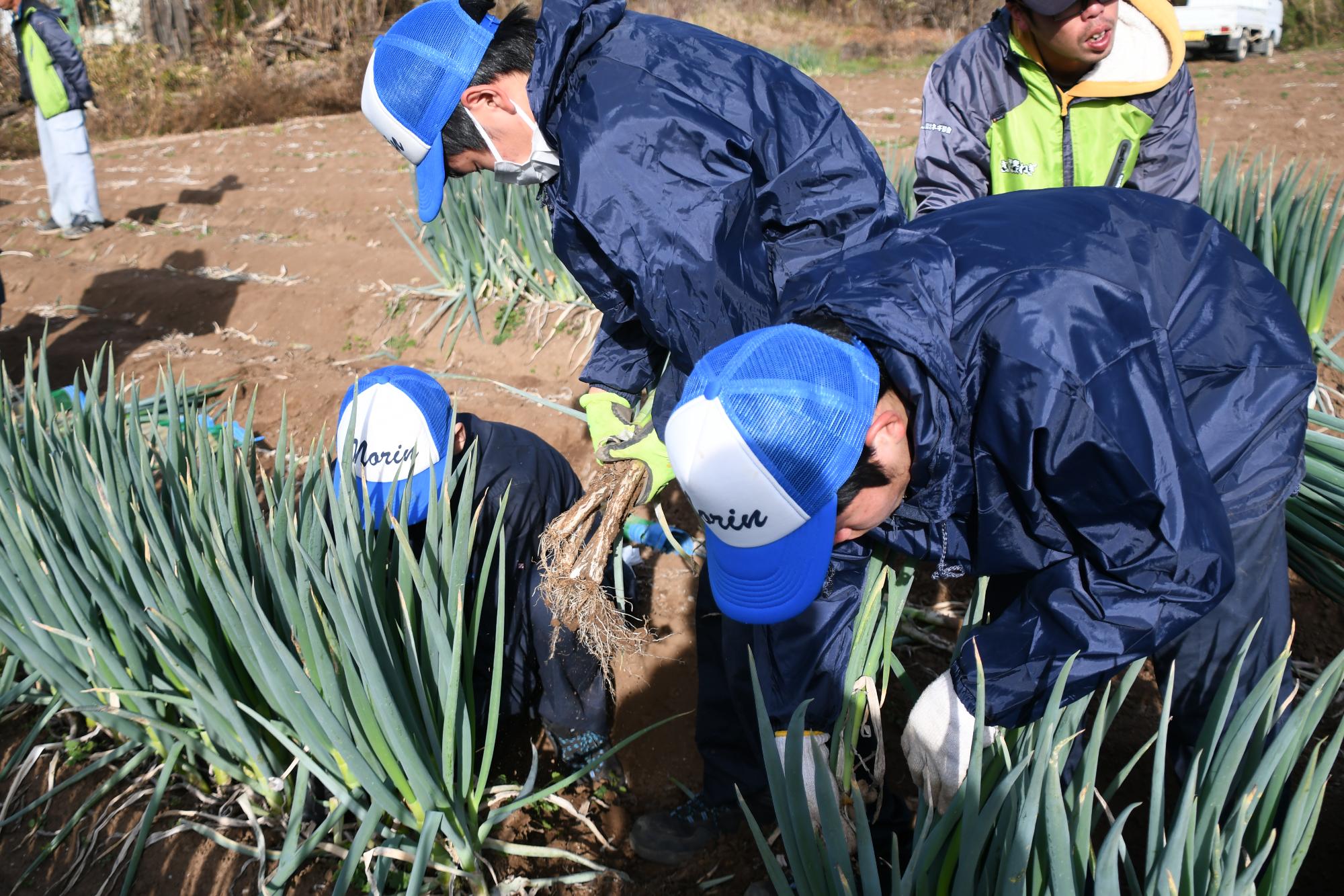 20241211甲斐のぎゅぎゅっとねぎ収穫体験授業3