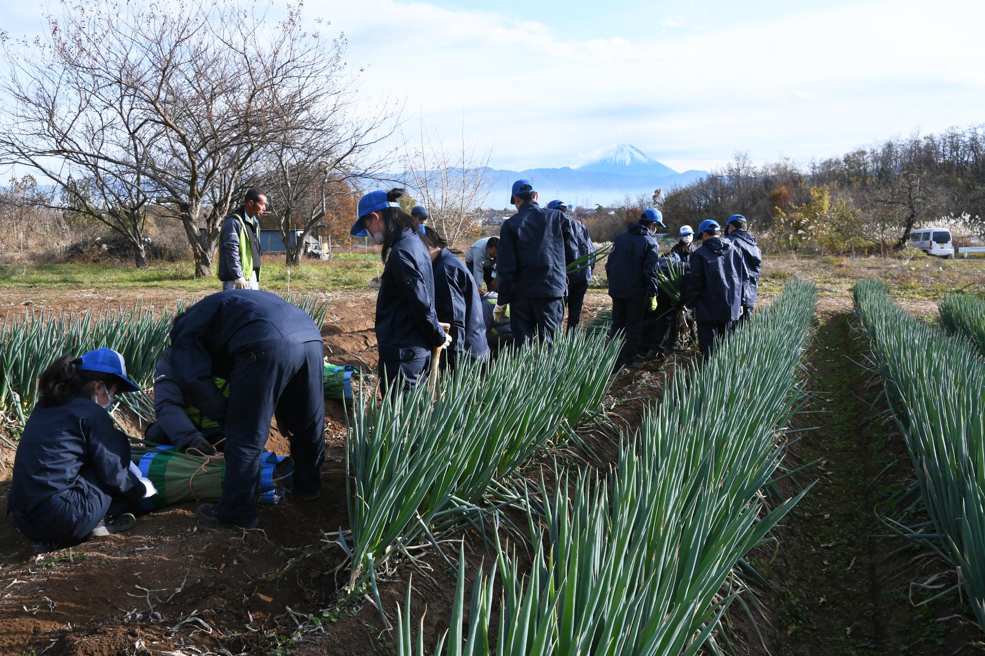20241211甲斐のぎゅぎゅっとねぎ収穫体験授業5