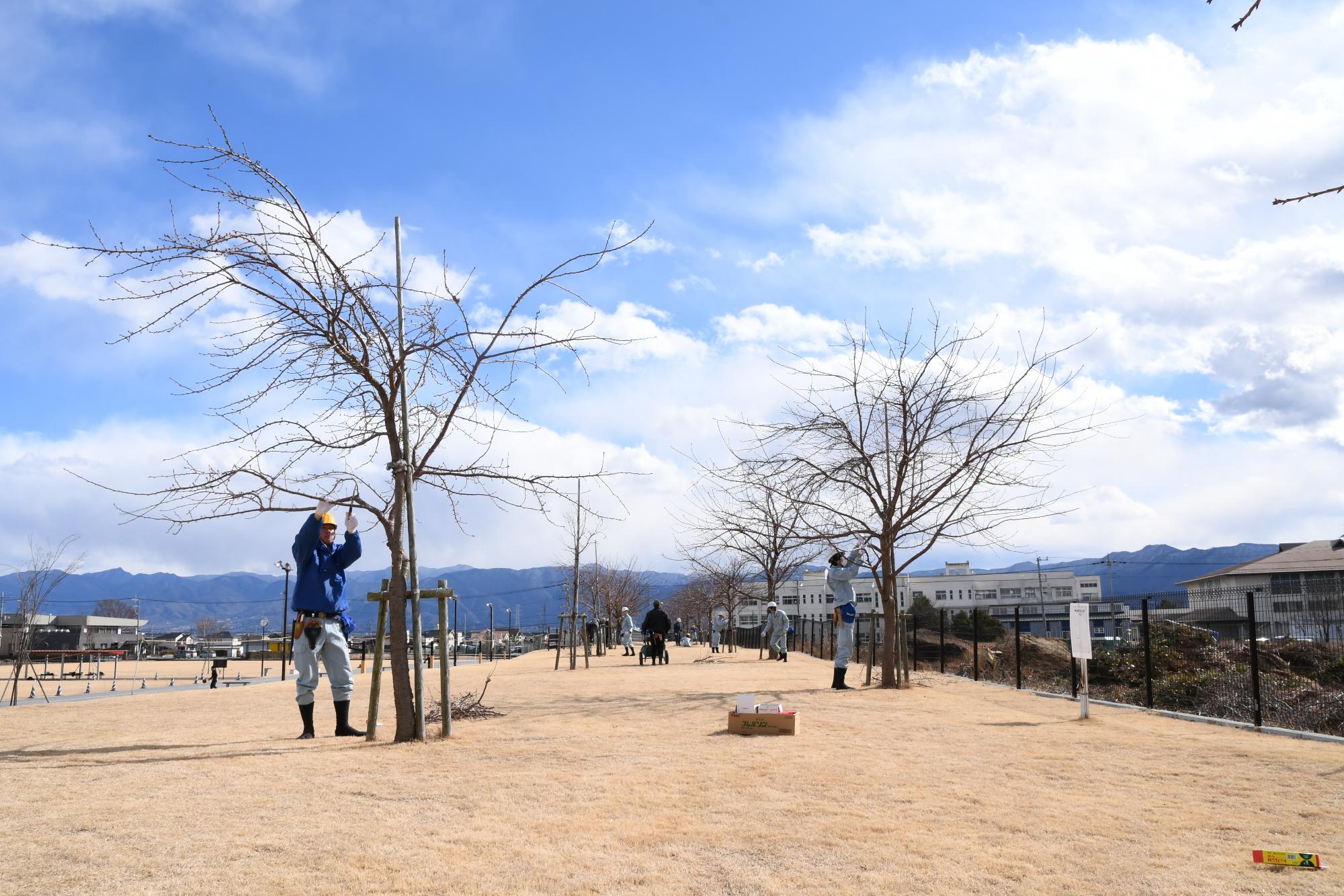 20250204農林高校の生徒がやはた公園の桜をせん定1