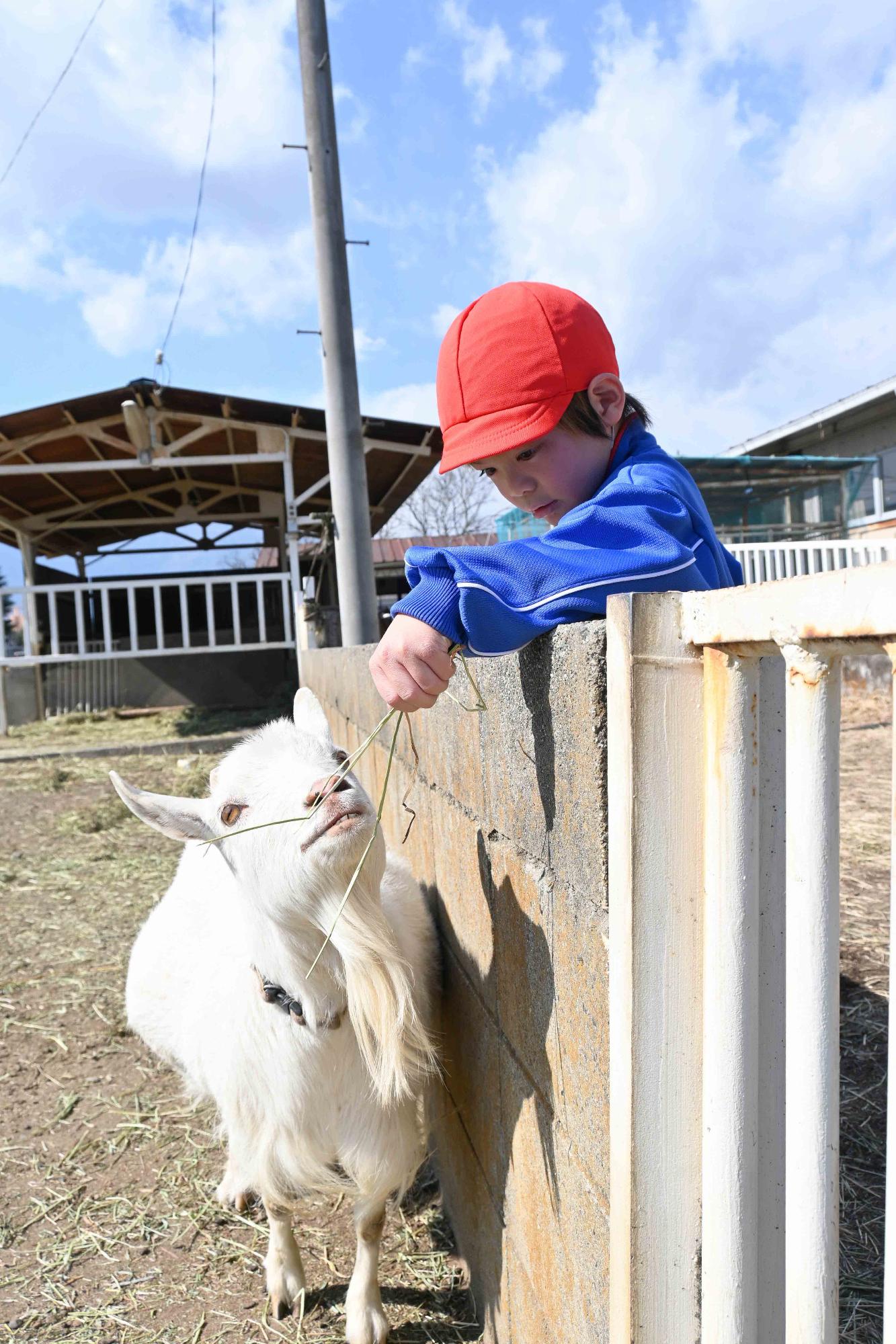 農林高校イチゴ狩り4132