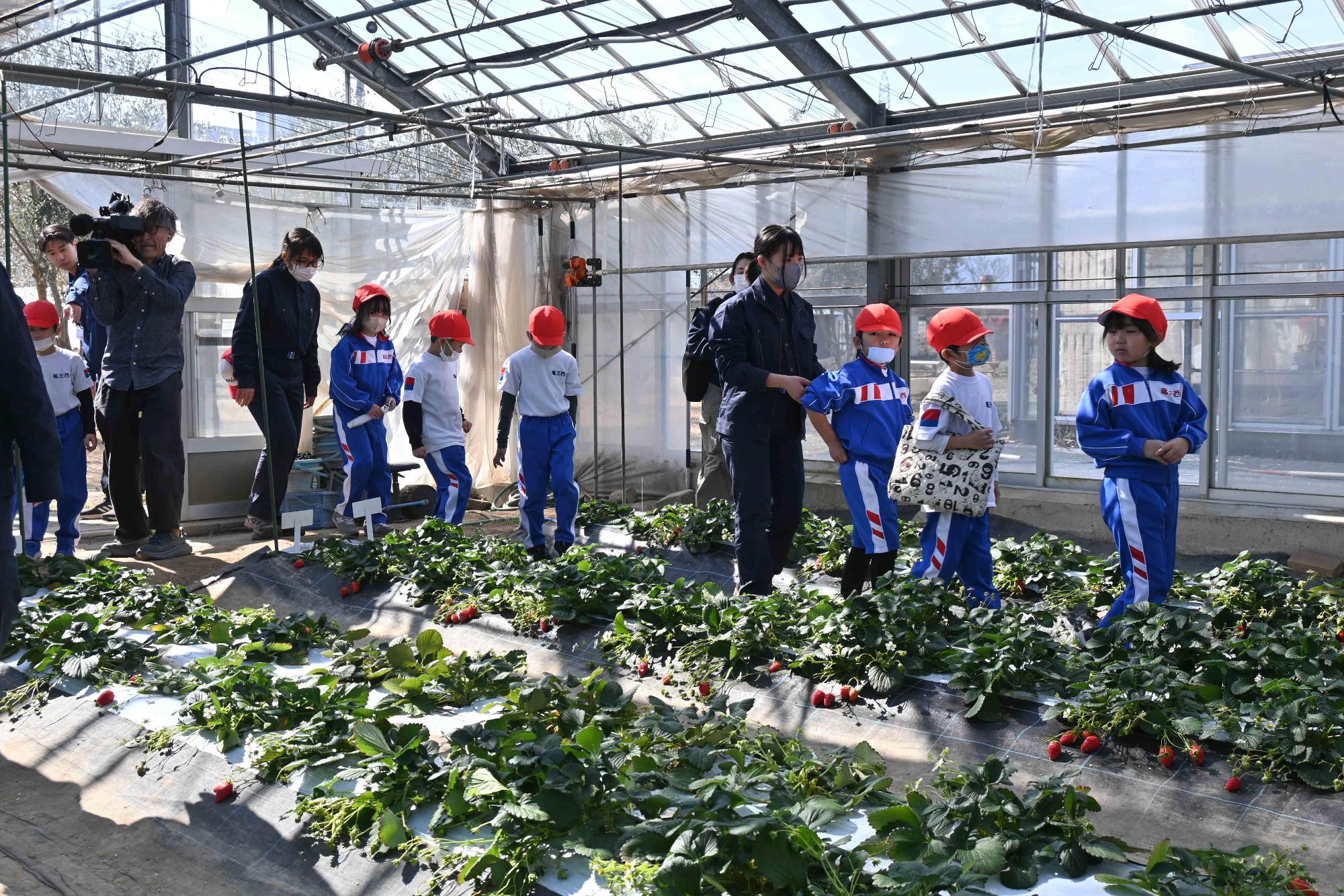 農林高校イチゴ狩り4216