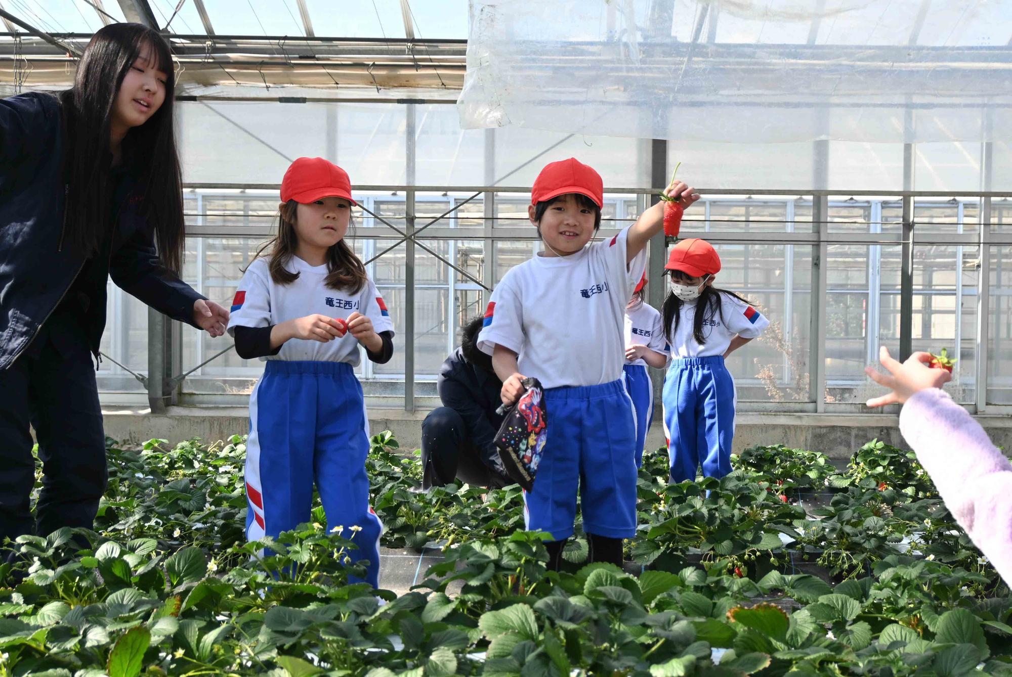 農林高校イチゴ狩り4221