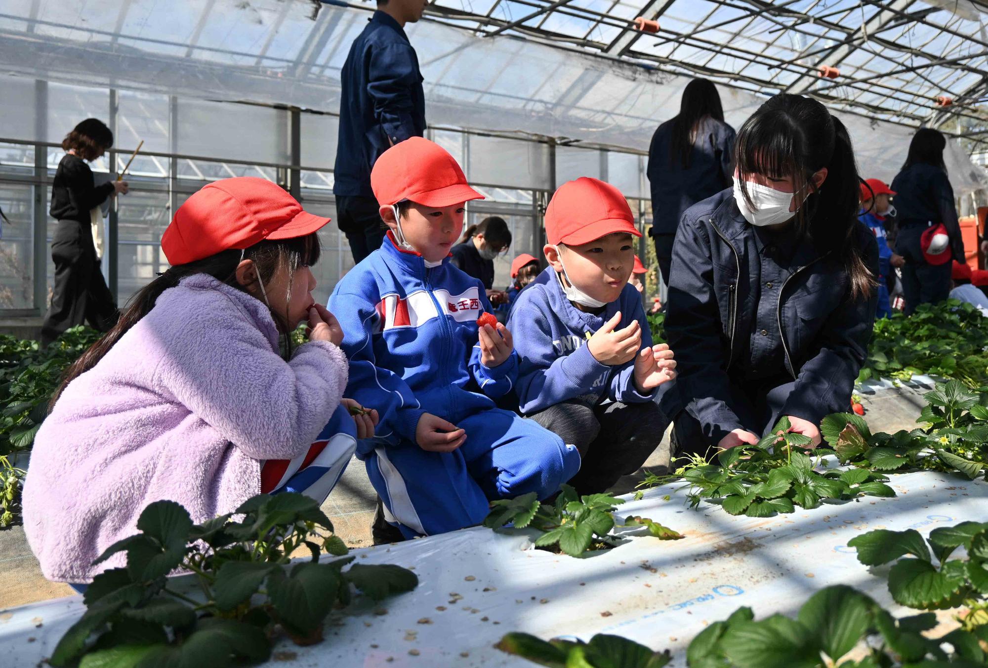 農林高校イチゴ狩り4235