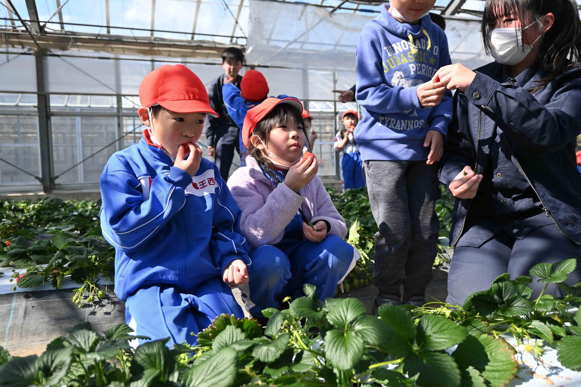 農林高校イチゴ狩り4253