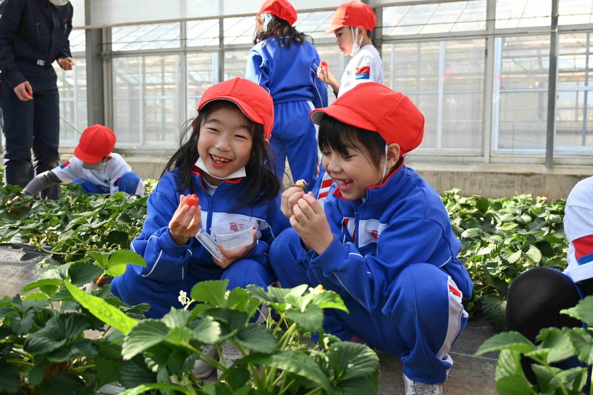 農林高校イチゴ狩り4280