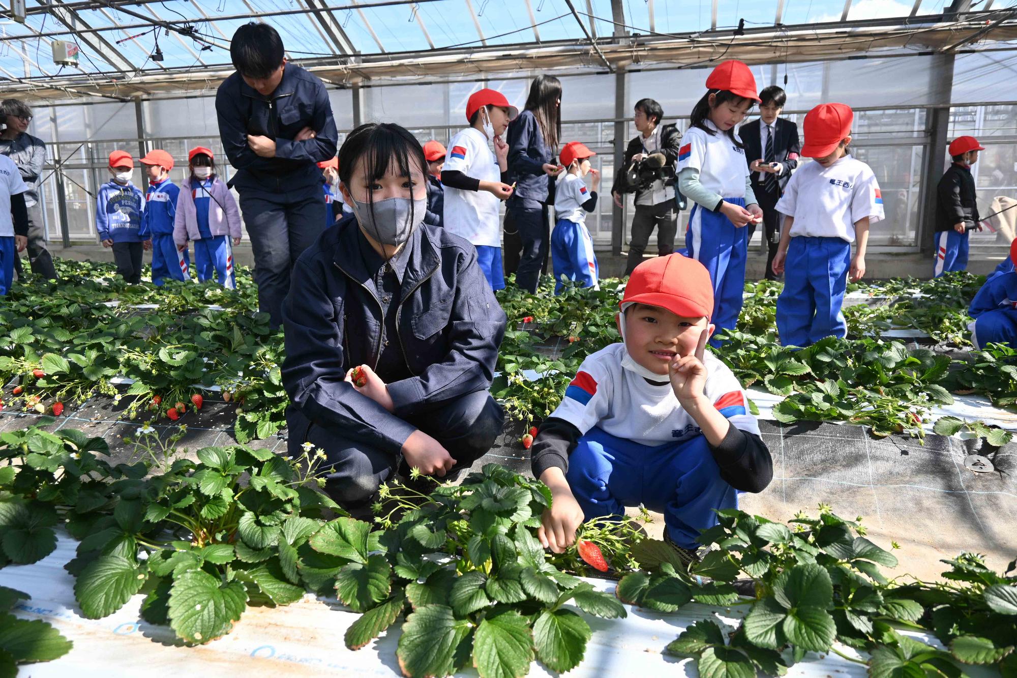 農林高校イチゴ狩り4321
