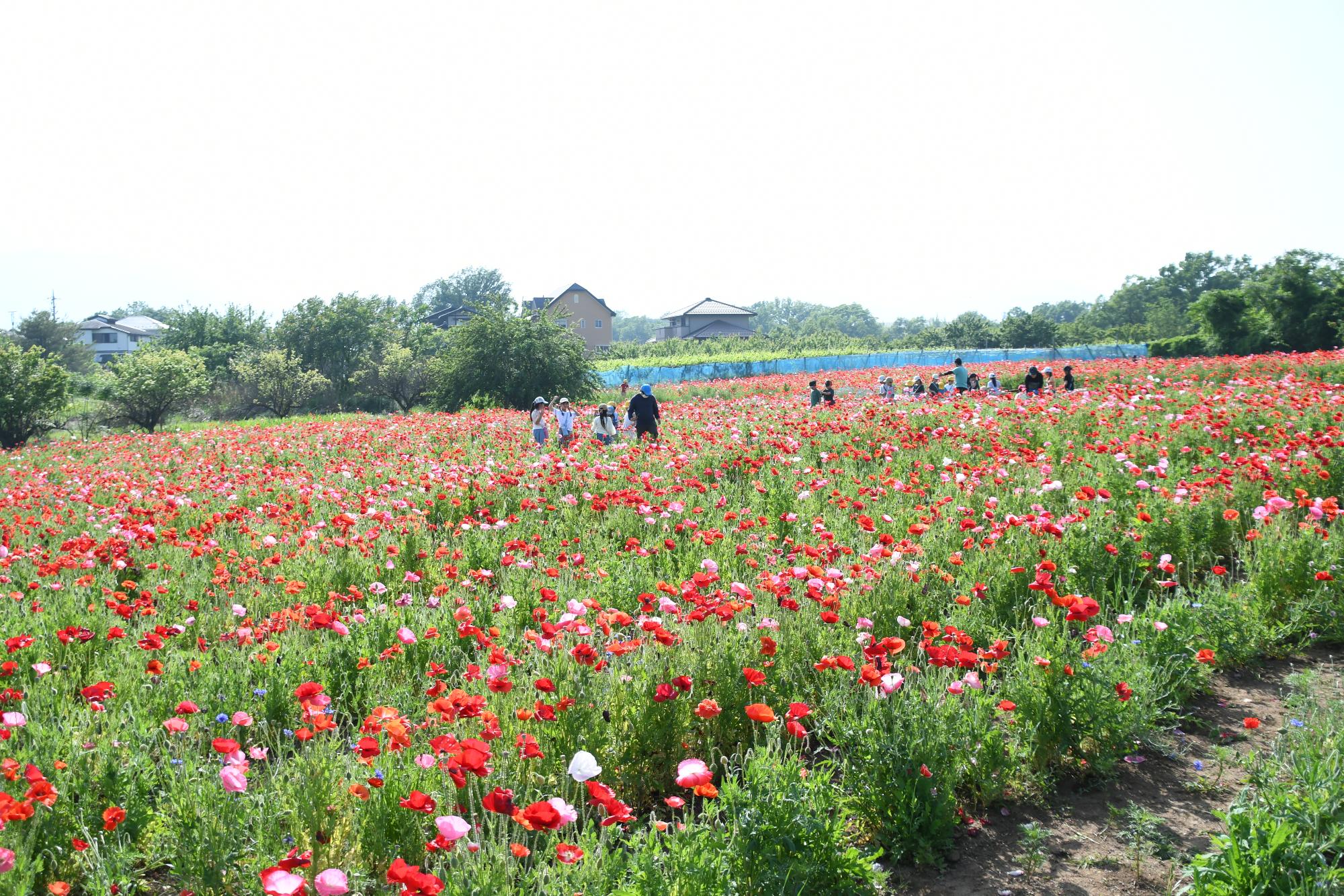 20250520岩森のポピー畑1
