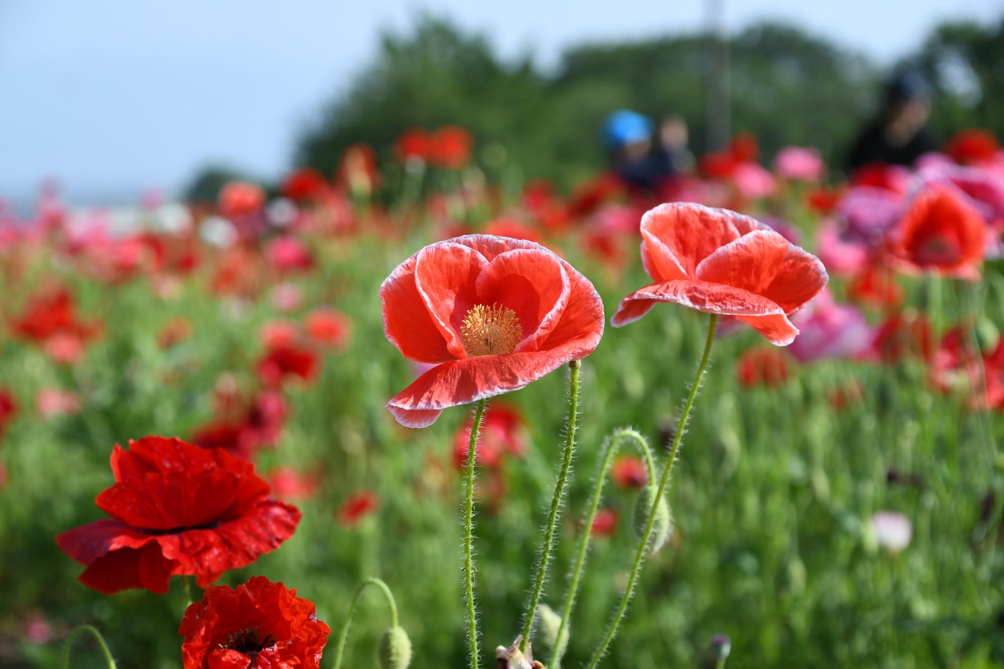 20250520岩森のポピー畑2