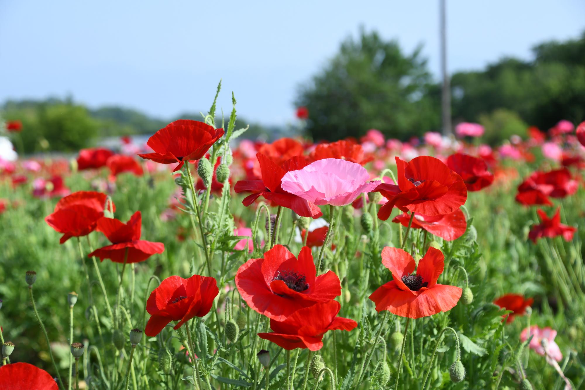 20250520岩森のポピー畑3