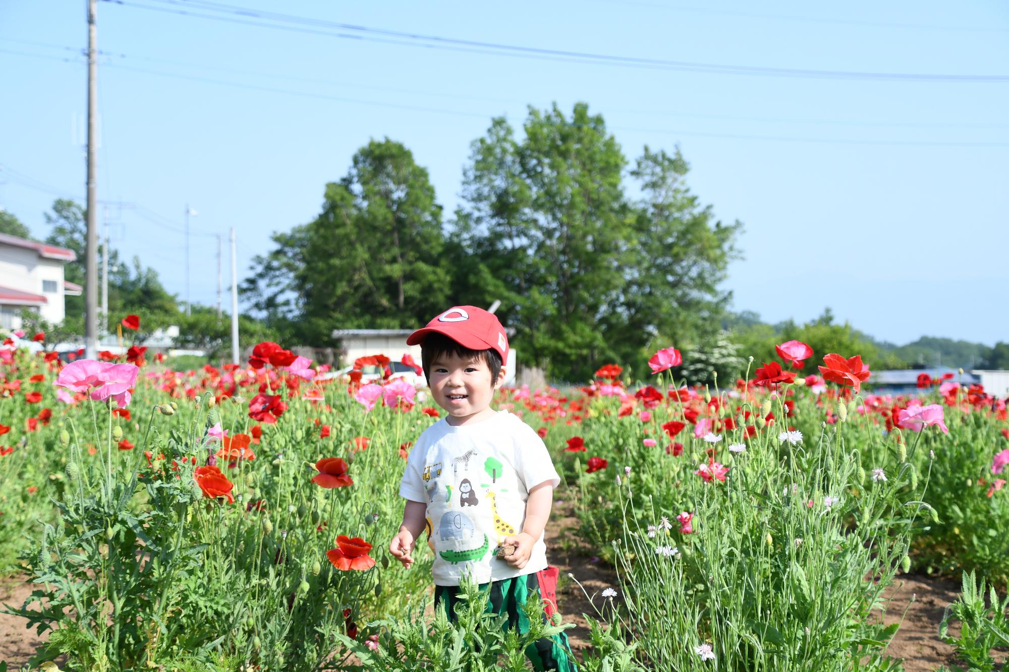 20250520岩森のポピー畑4