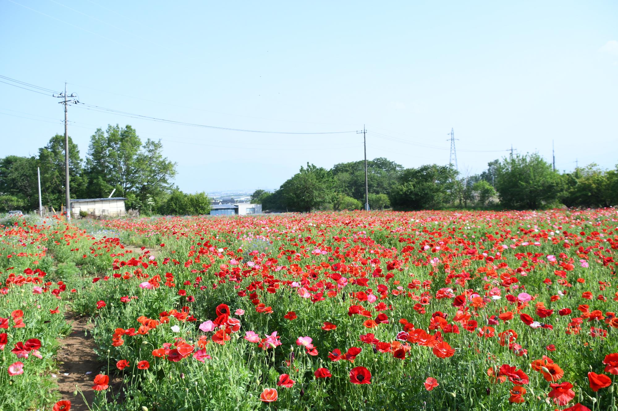 20250520岩森のポピー畑6
