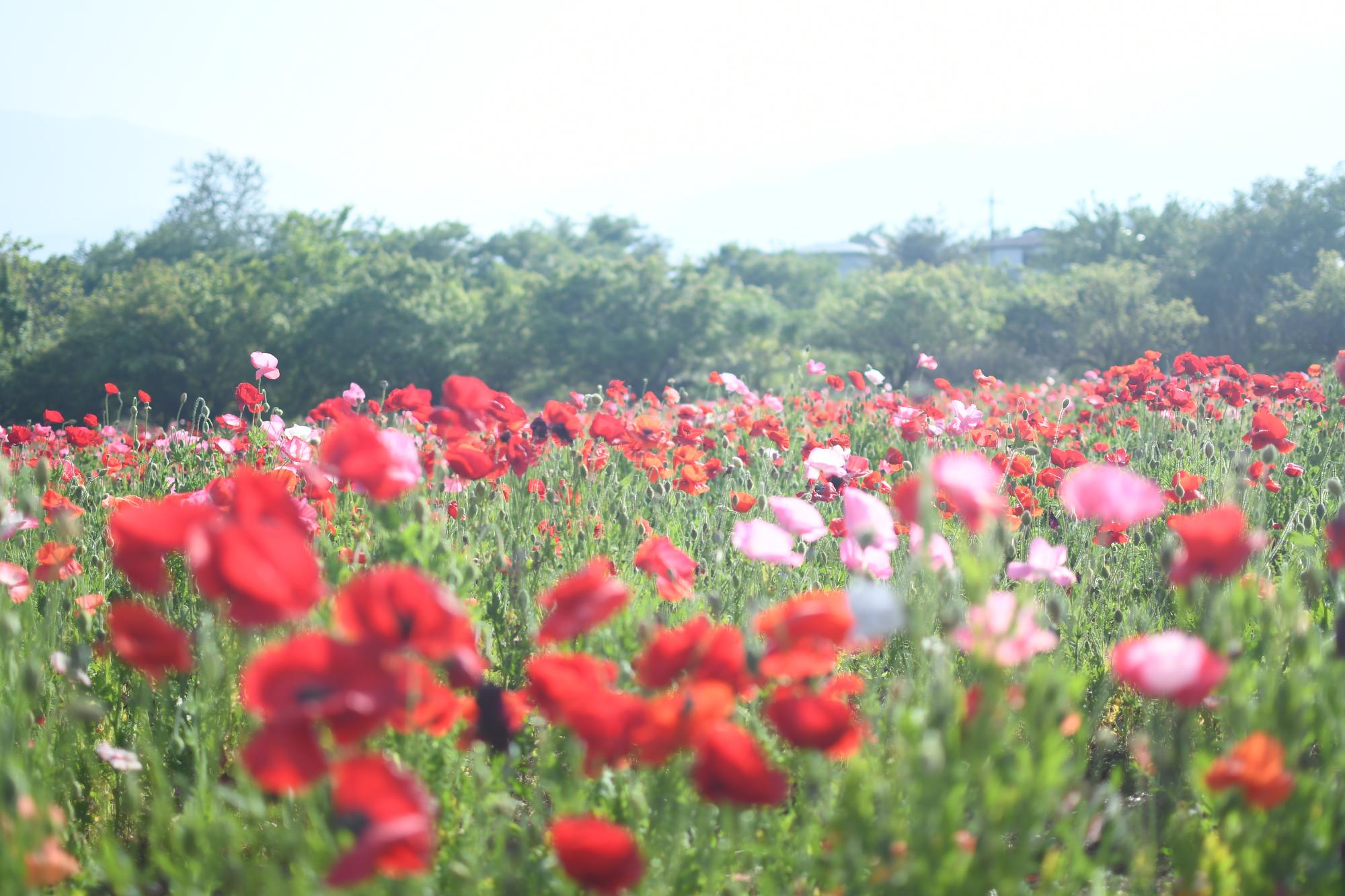 20250520岩森のポピー畑8