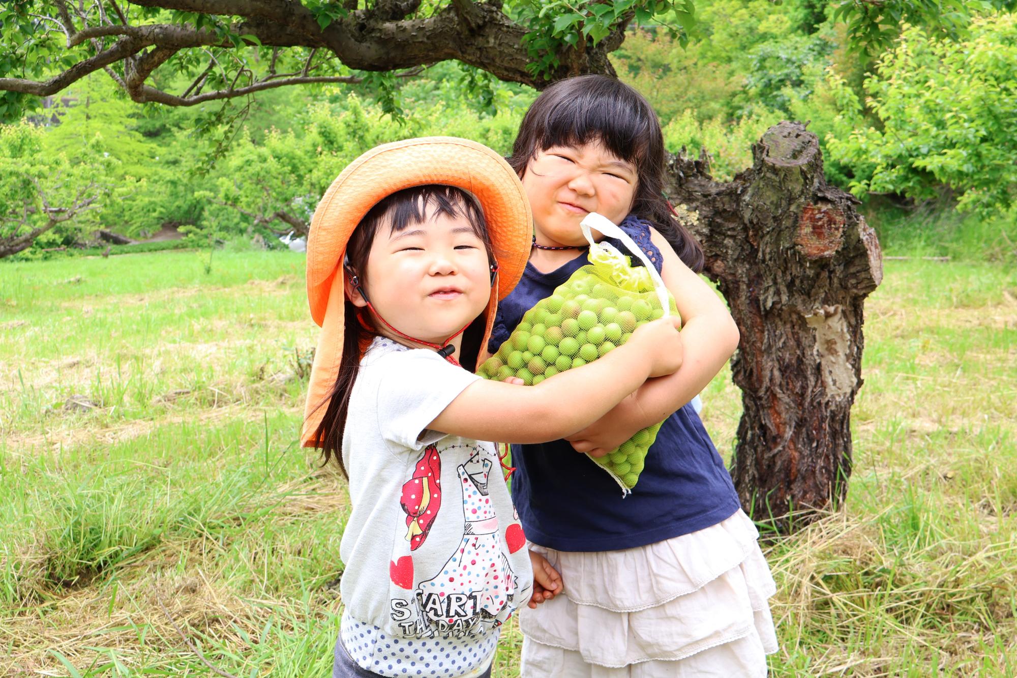 20250518梅もぎ体験1