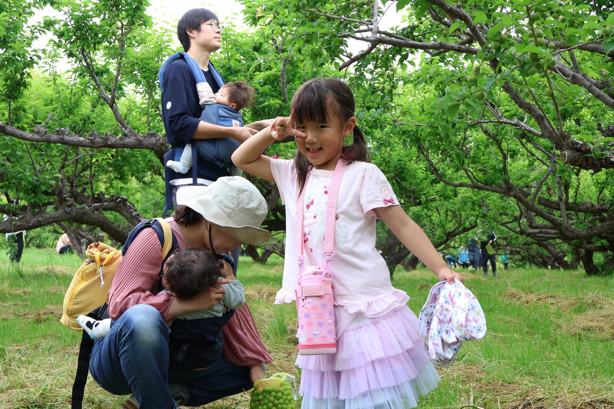 20250518梅もぎ体験3