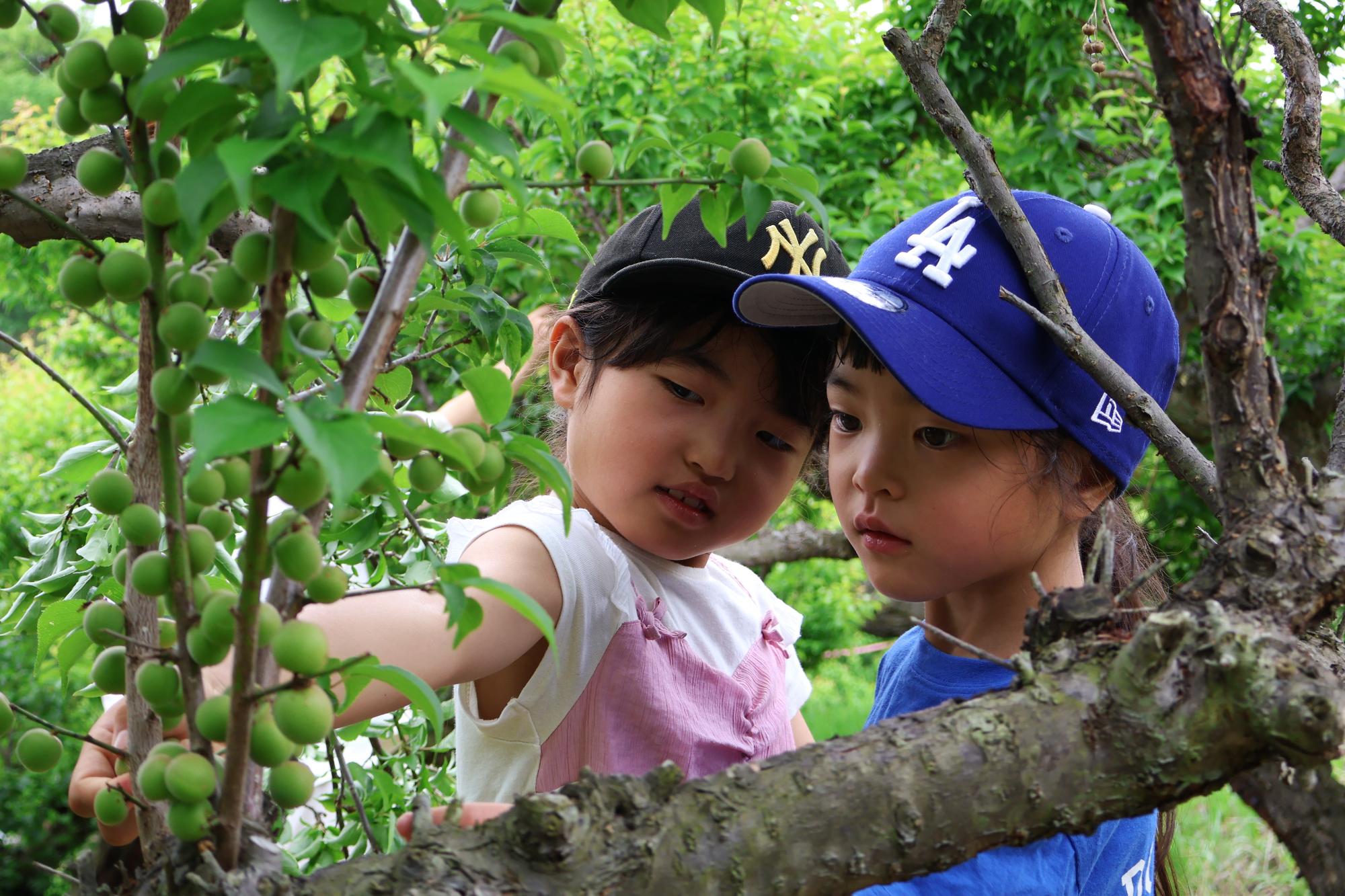 20250518梅もぎ体験4