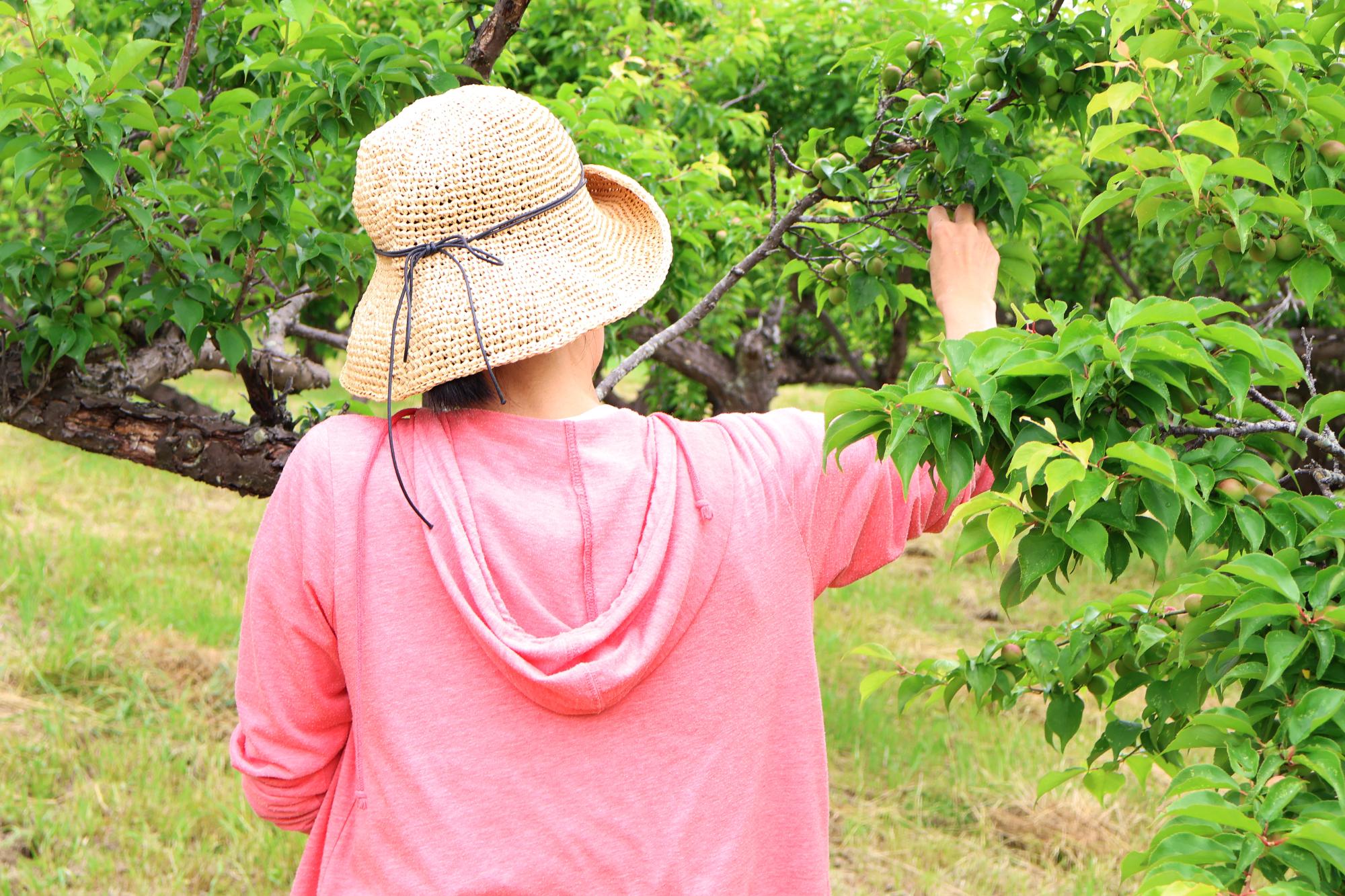 20250518梅もぎ体験5