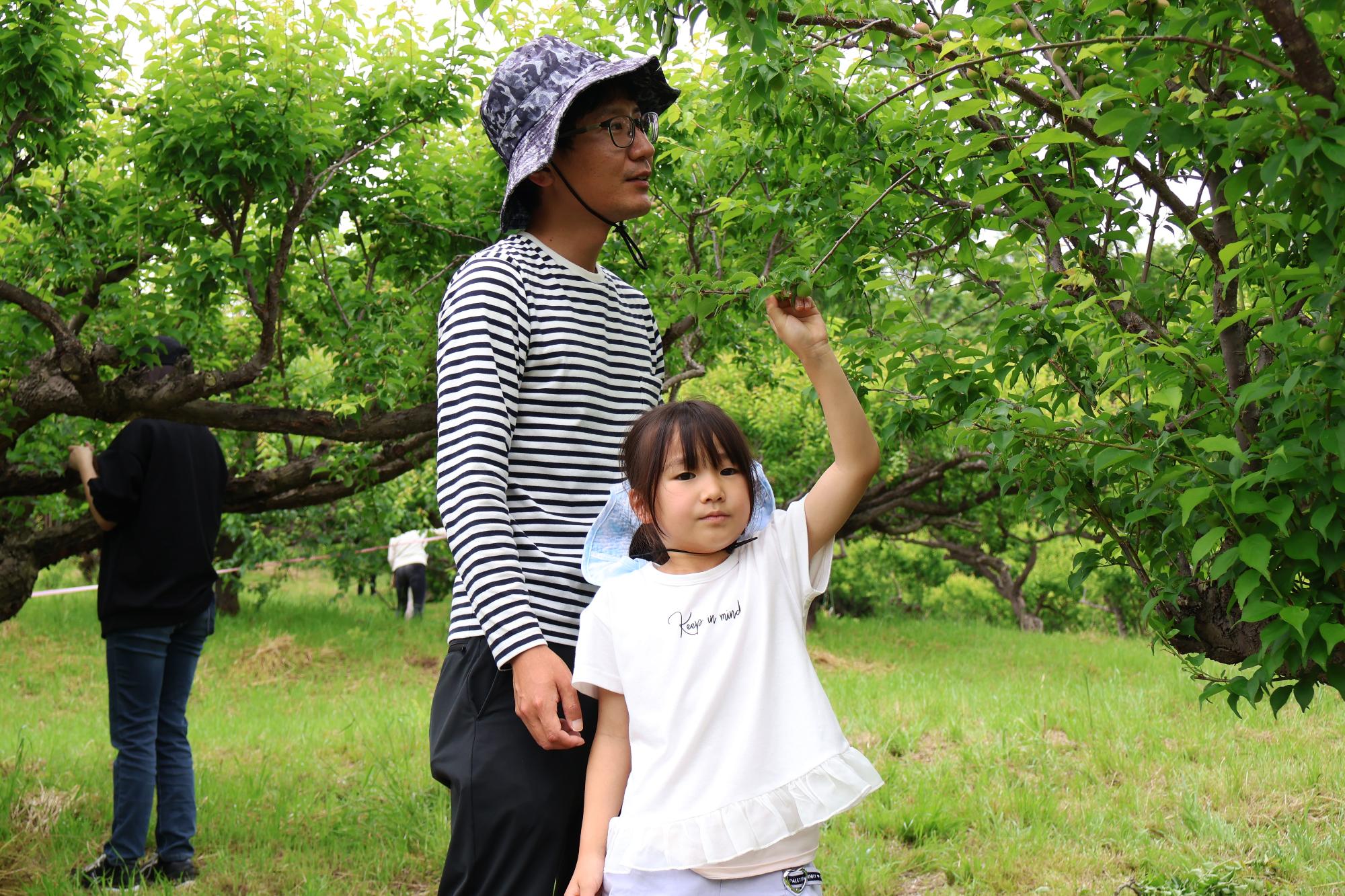 20250518梅もぎ体験6