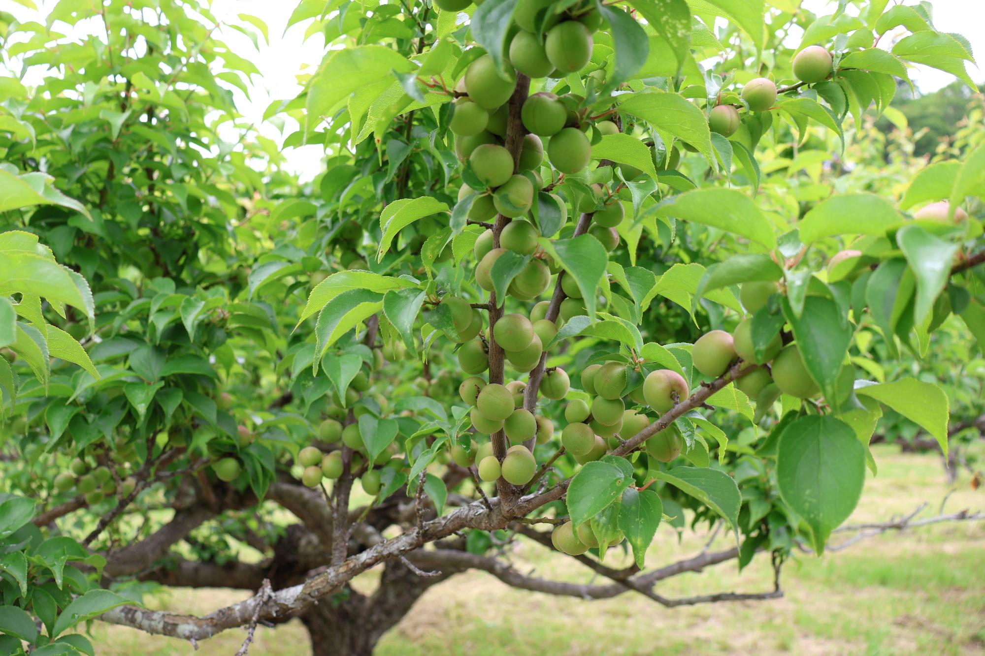 20250518梅もぎ体験8