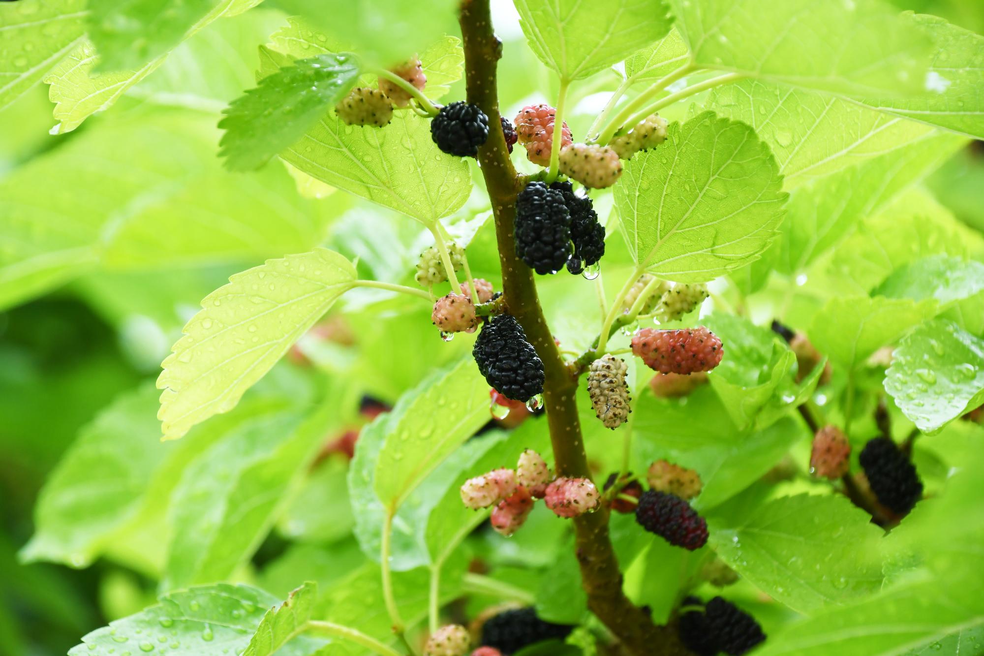 20250530桑の実摘みオープニングセレモニー5