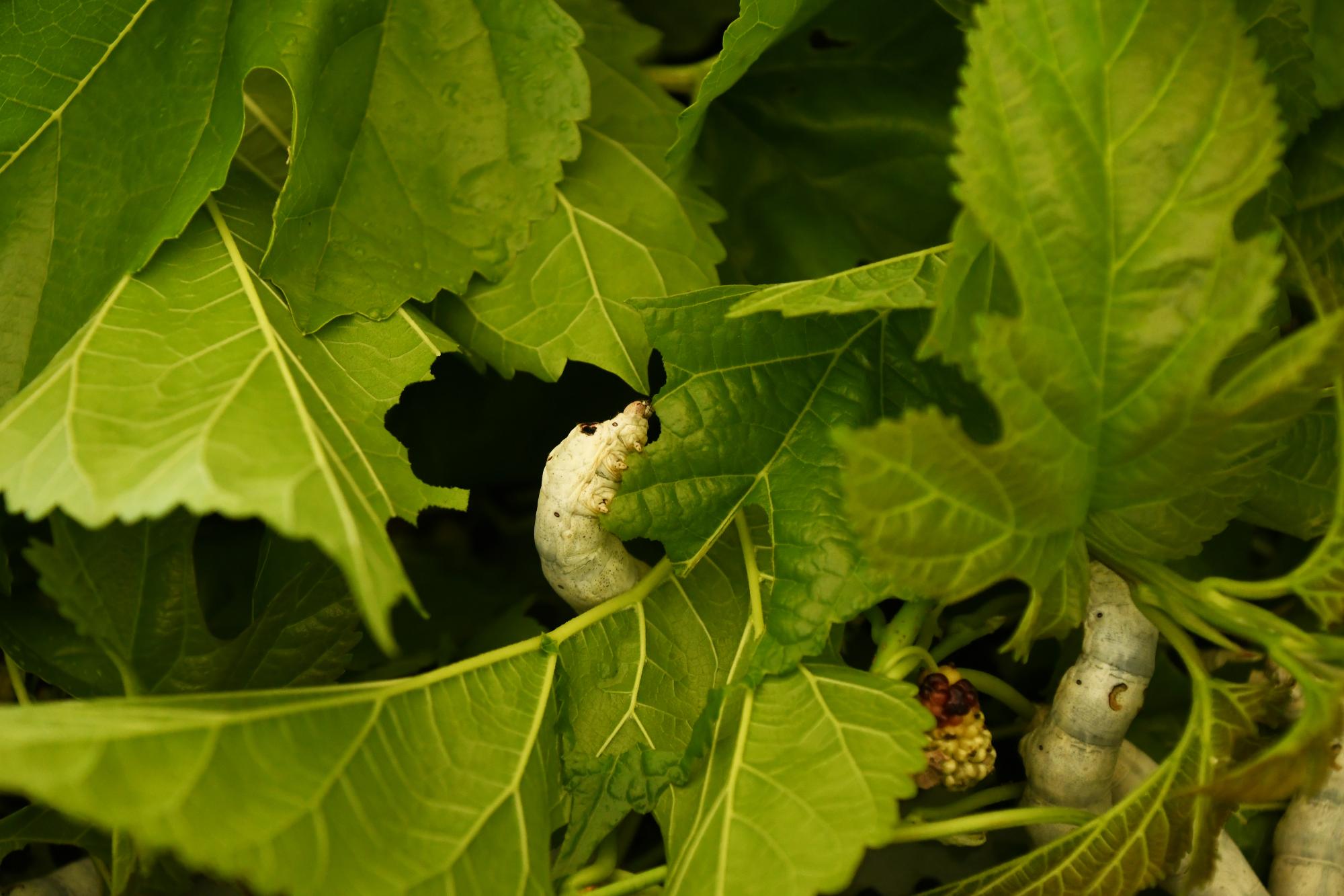 20250530桑の実摘みオープニングセレモニー6