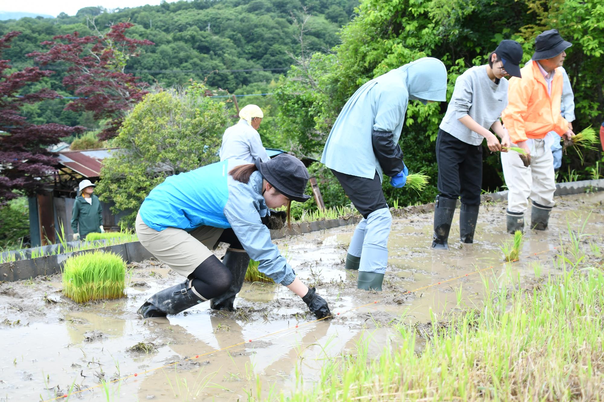 20250531御領棚田の田植え3