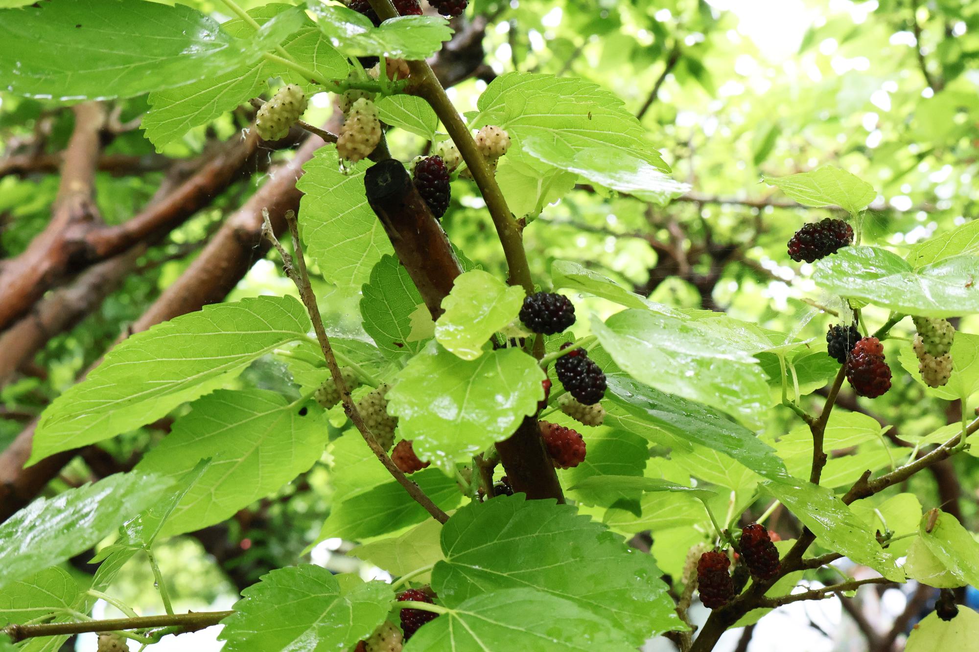 双葉東小学校桑の実摘み体験1