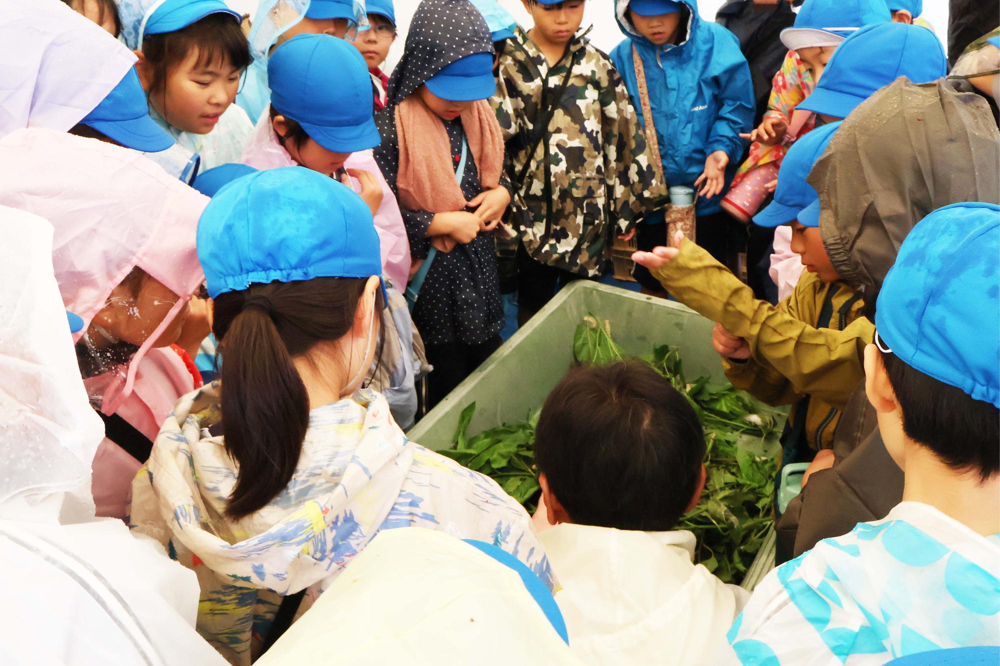 双葉東小学校桑の実摘み体験9