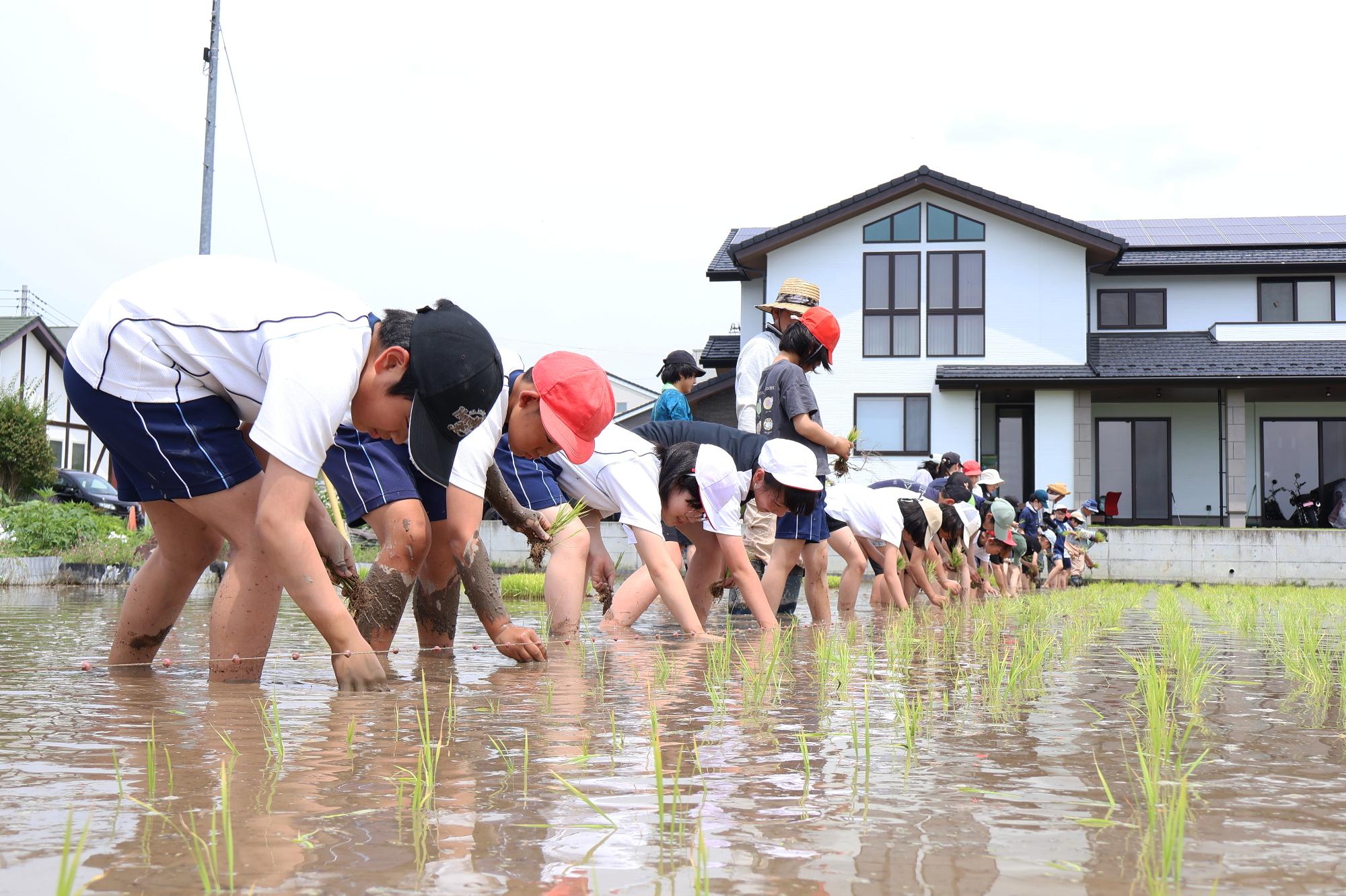 20250614敷島北小田植え7