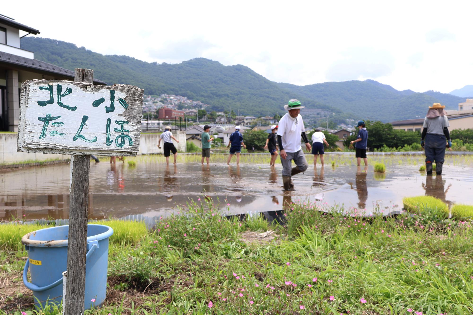 20250614敷島北小田植え8