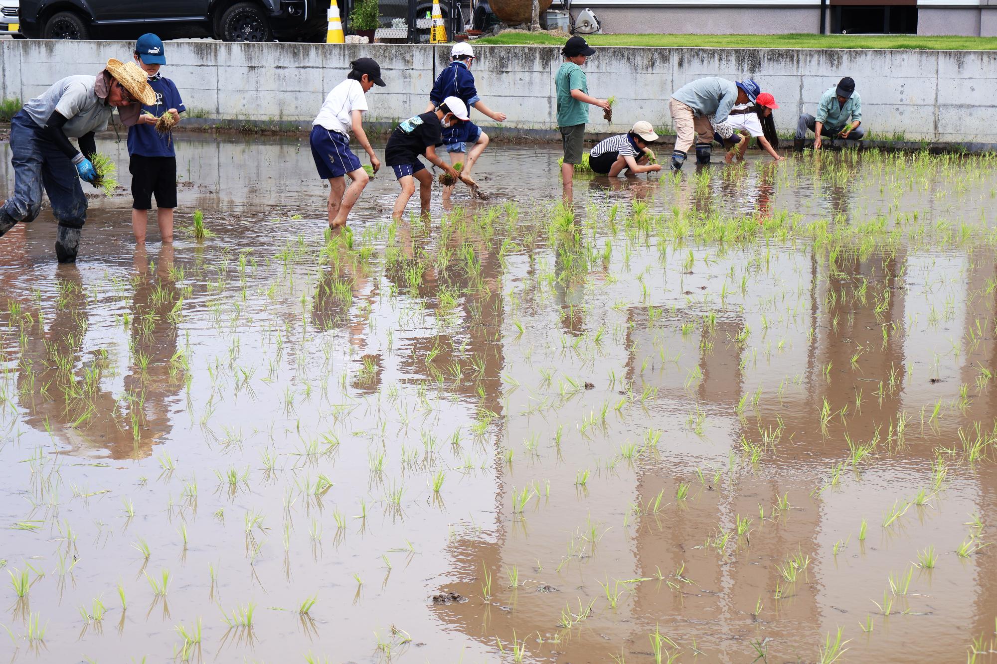 20250614敷島北小田植え11