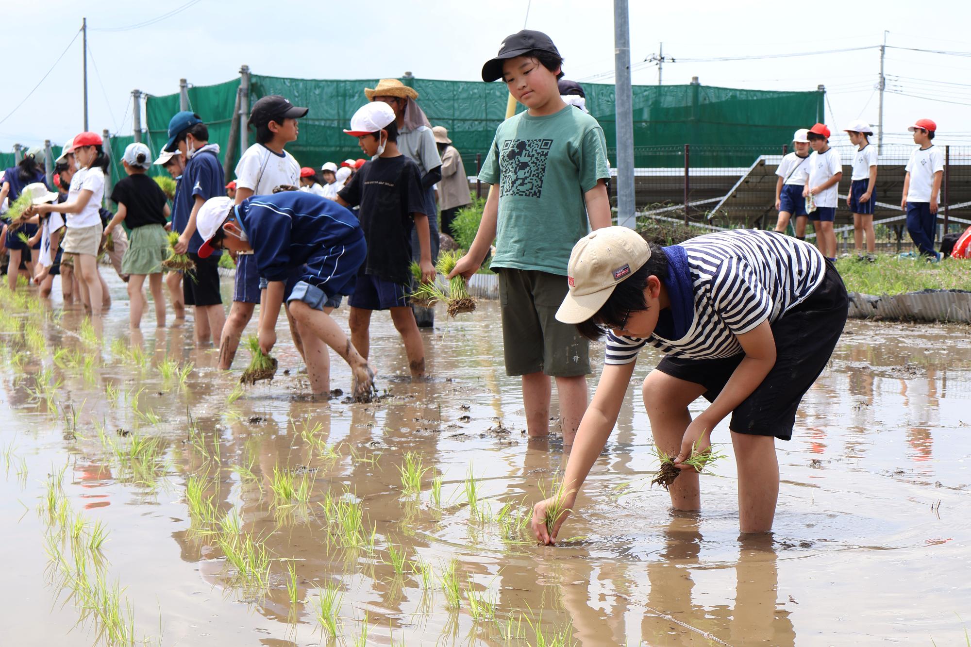 20250614敷島北小田植え12