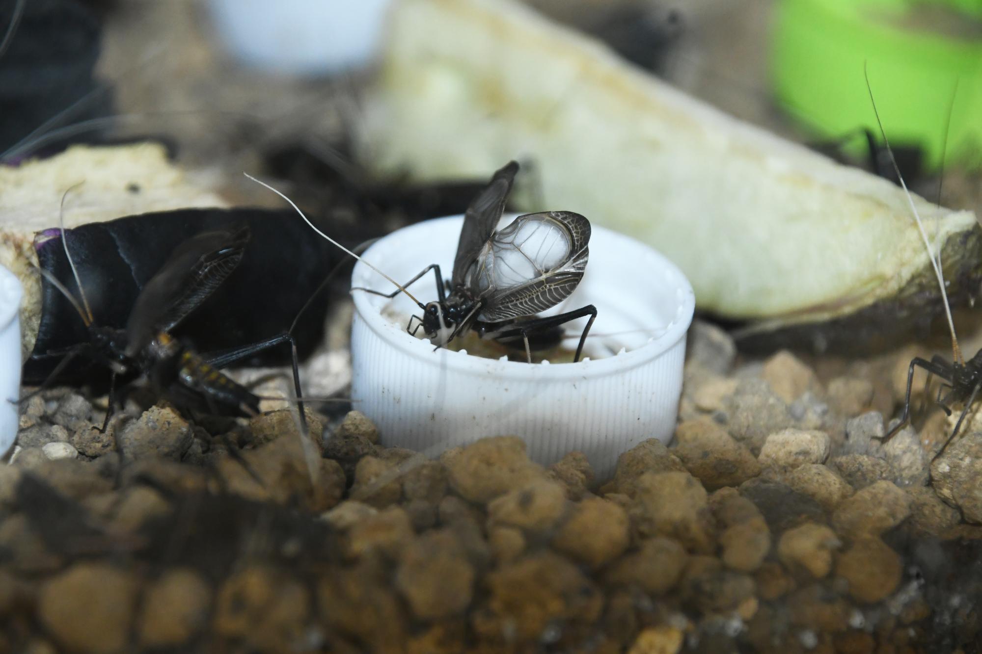20250803竜王駅で鈴虫の声を聴く甲斐4