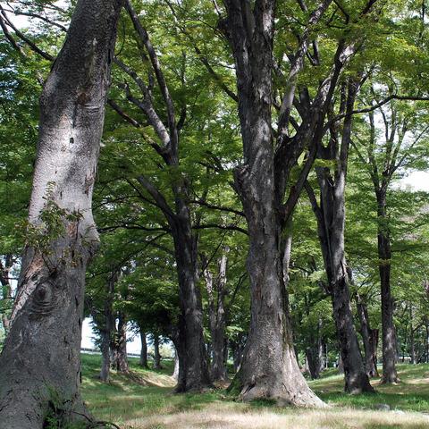 ケヤキの木々の写真