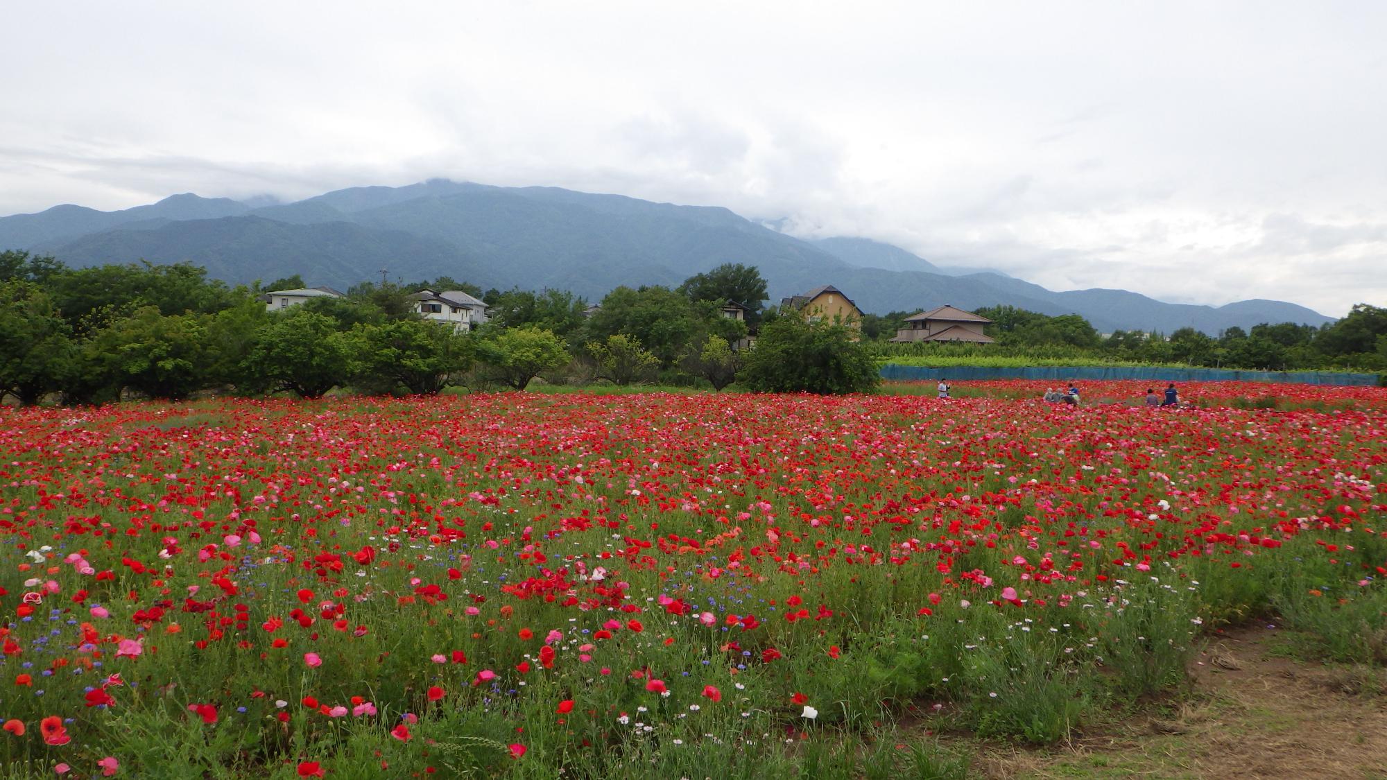 ポピーの花の様子