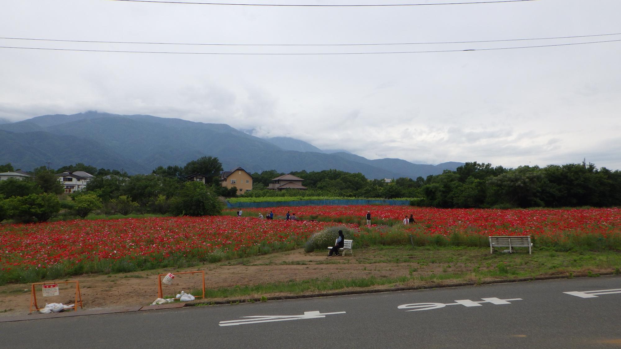 ポピーの花の様子