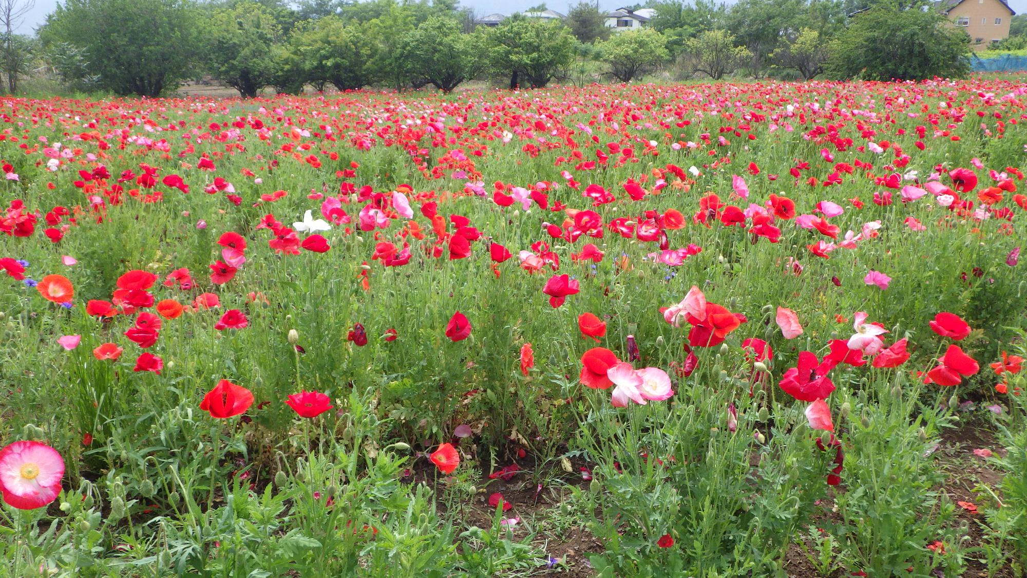 ポピーの花の様子