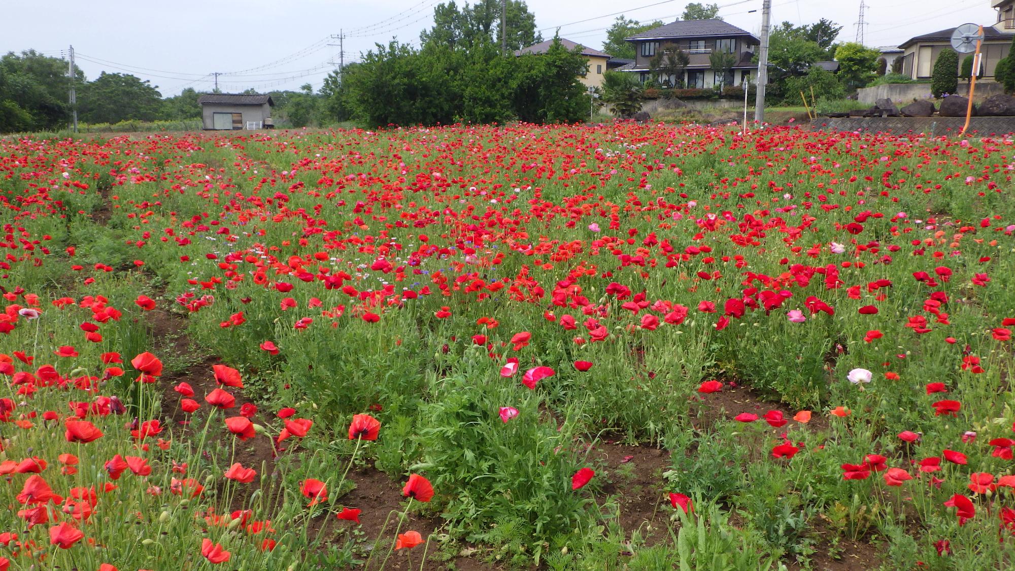 ポピーの花の様子