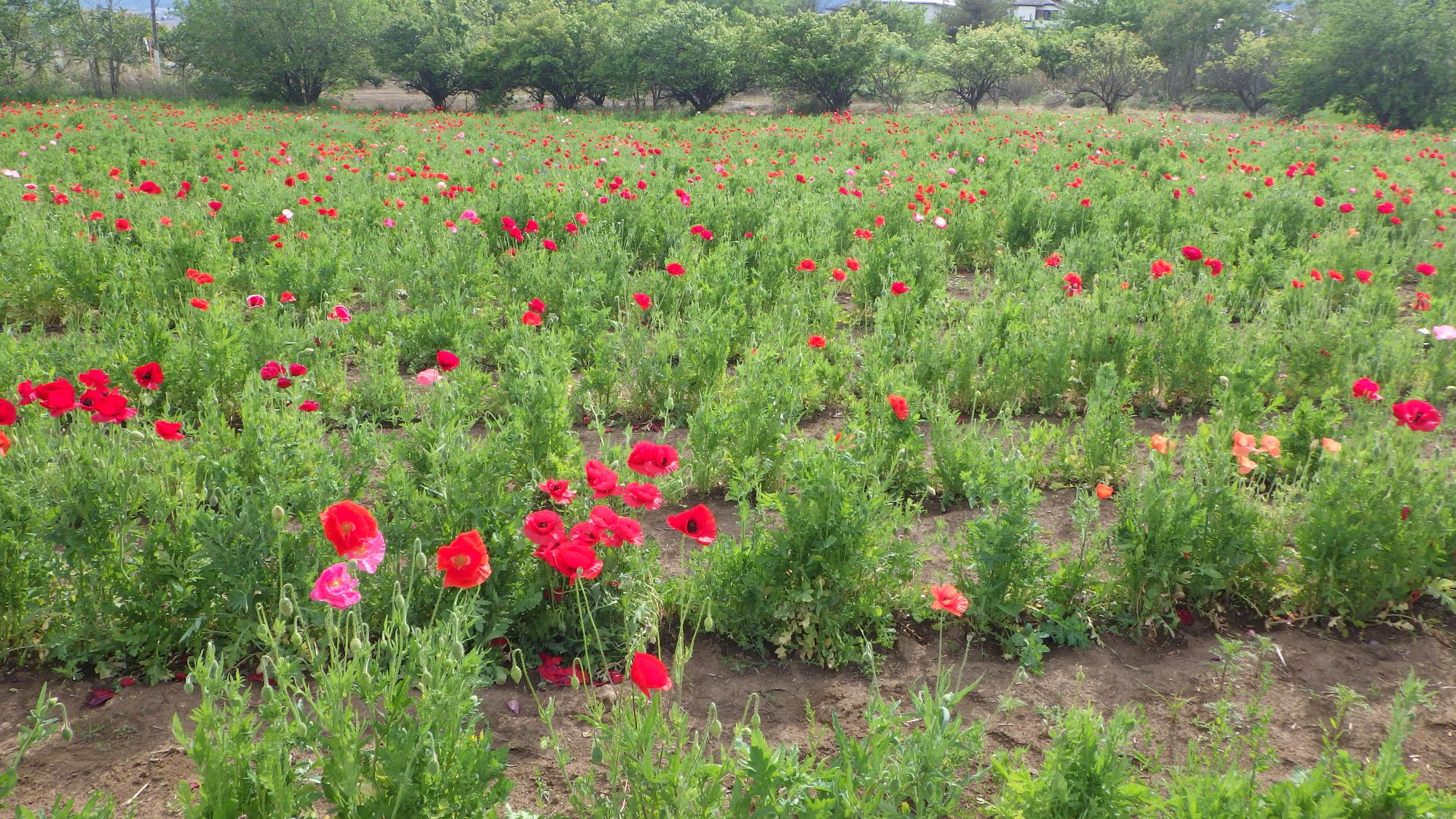 ポピーの花の様子