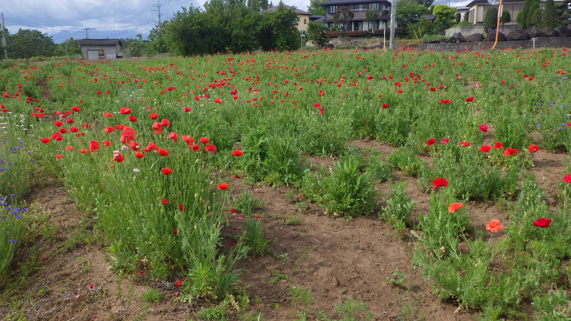 ポピーの花の様子