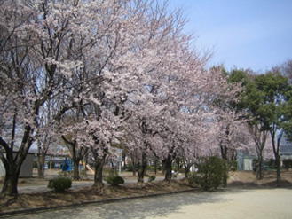 中下条公園の写真