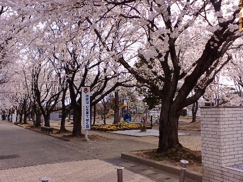桜のトンネルの写真