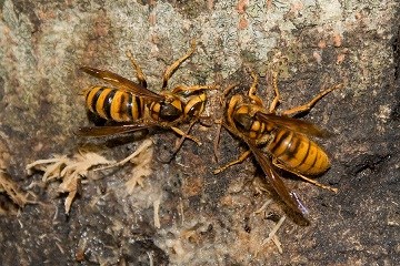 すずめばちの写真１