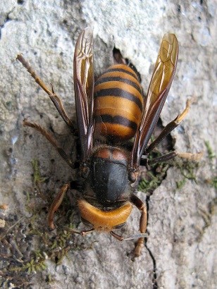 すずめばちの写真２