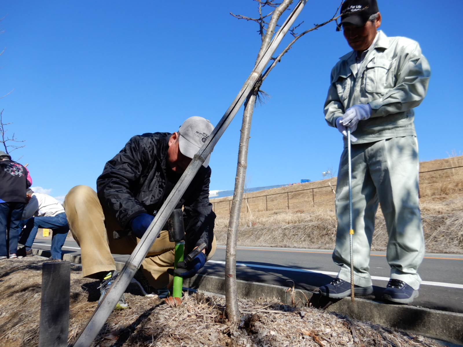 茅ヶ岳東部広域農道沿いの桜の根元に棒状肥料を打ち込んでいる写真１