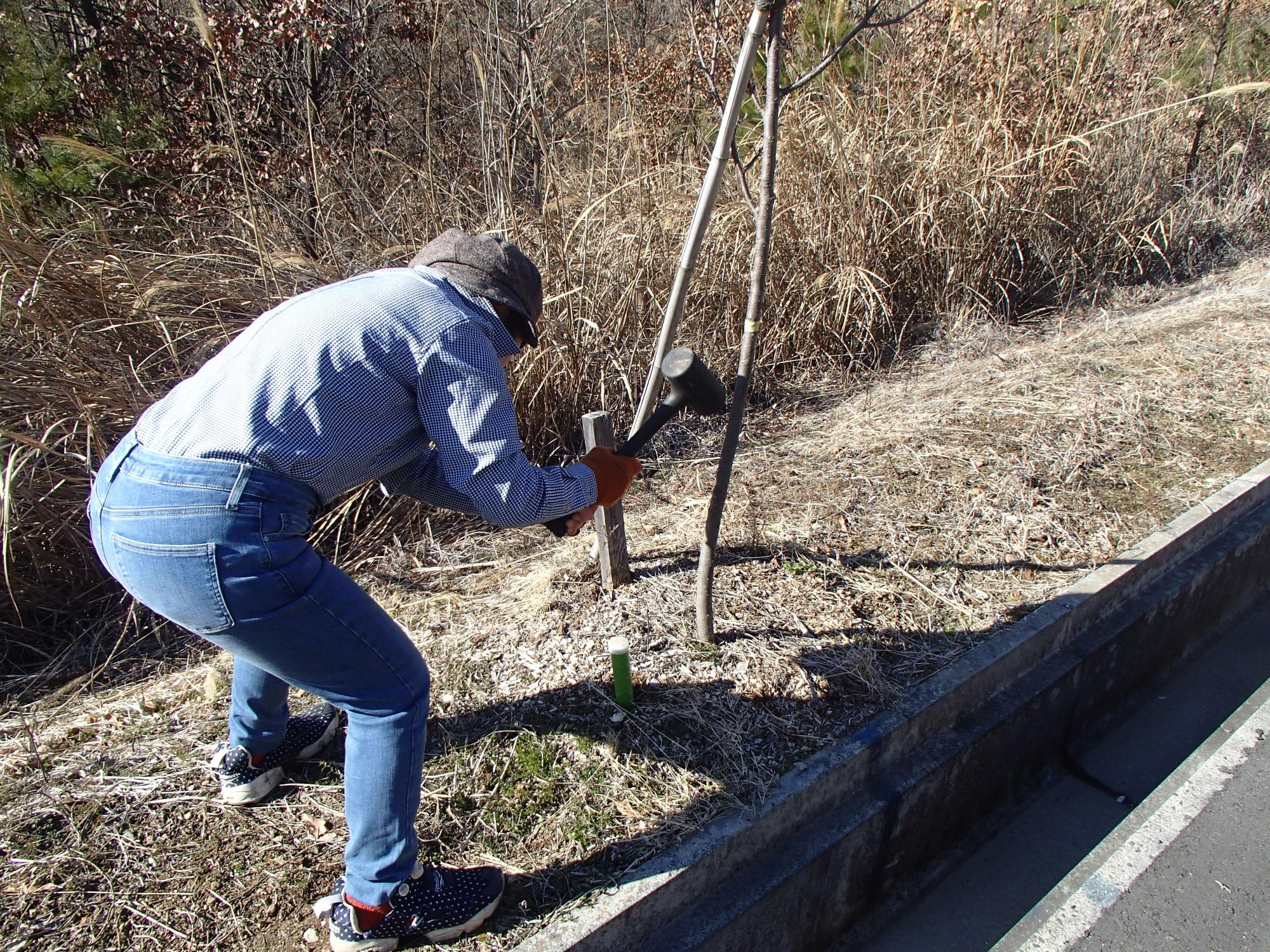 茅ヶ岳東部広域農道沿いの桜の根元に棒状肥料を打ち込んでいる写真２