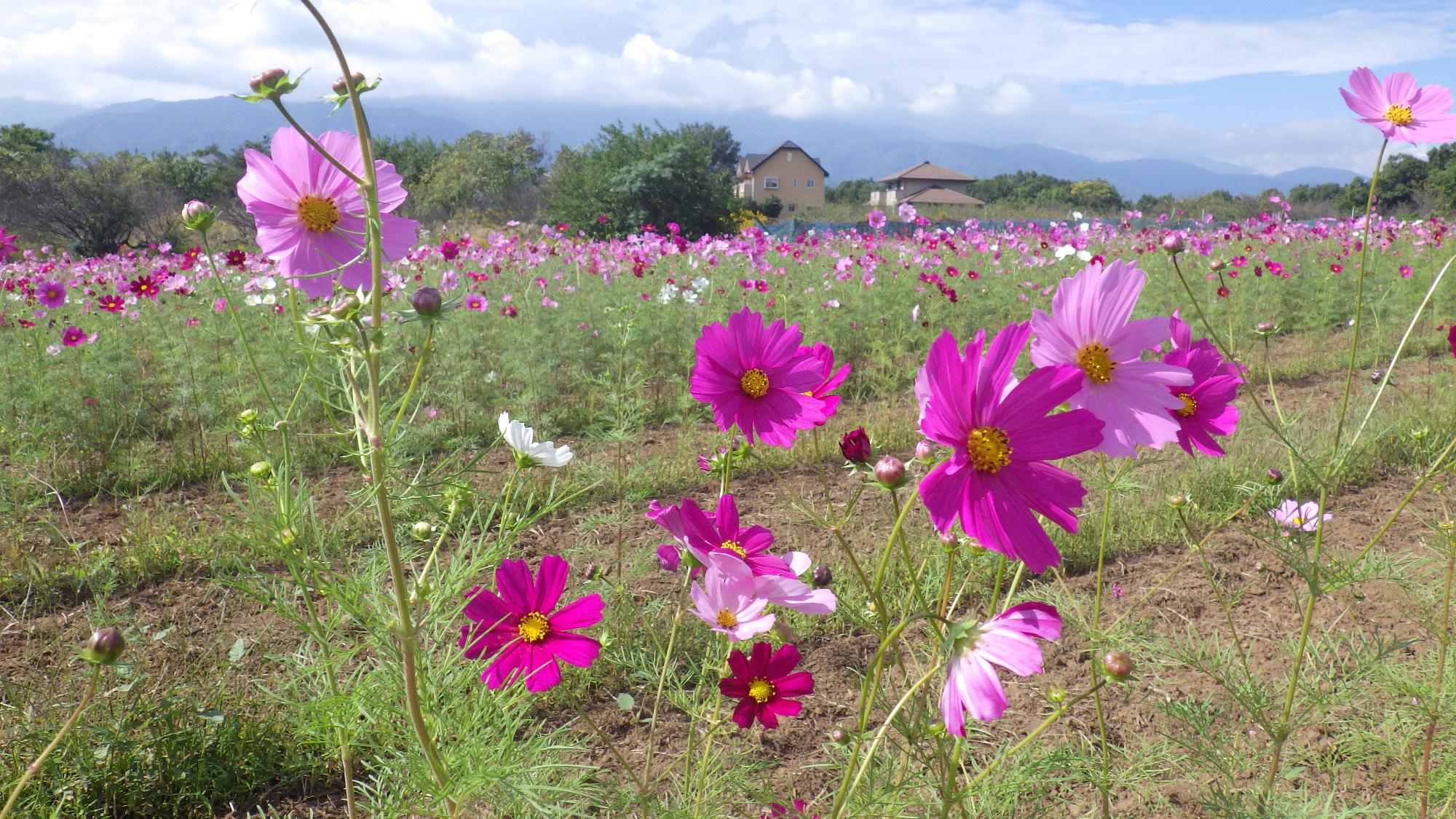 コスモスの様子4