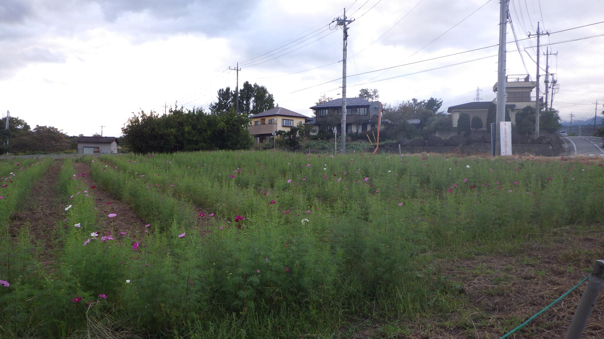 コスモスの様子5