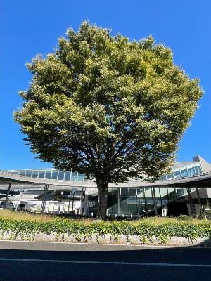 竜王駅南口駅前広場のケヤキの写真